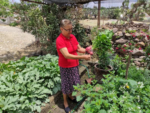 Secretaría de Desarrollo Agropecuario brinda 16 huertos biointensivos a familias sanjuanenses 1 Secretaría de Desarrollo Agropecuario brinda 16 huertos biointensivos a familias sanjuanenses