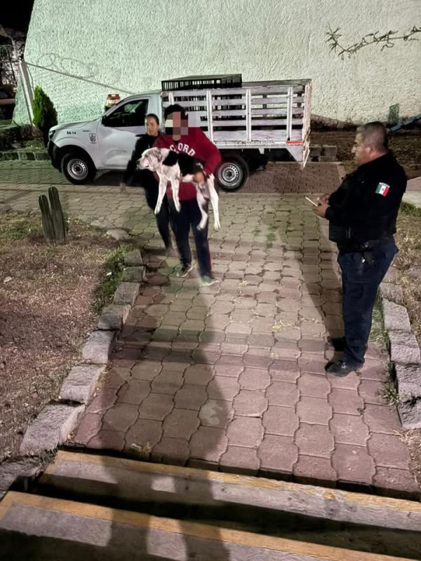 Hirió con un cuchillo a un perro, ya fue detenido 1 WhatsApp Image 2025 01 26 at 2.09.52 PM