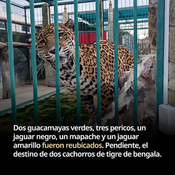 Aseguran animales exóticos en Santa Rosa Jauregui 2 WhatsApp Image 2026 01 23 at 9.36.00 AM 2
