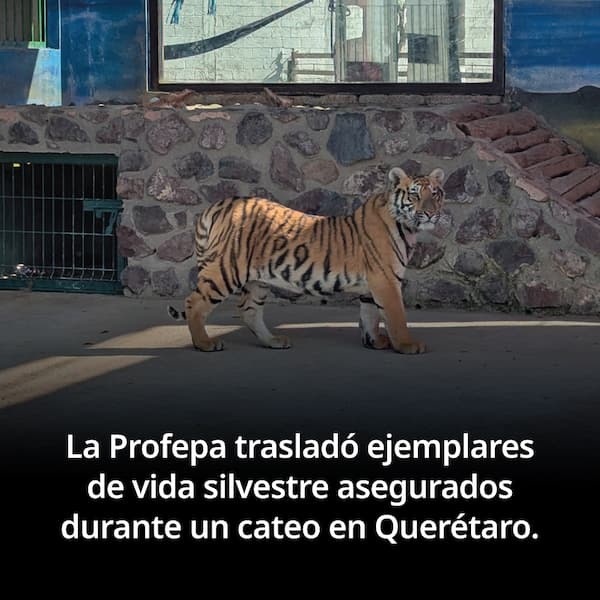 Aseguran animales exóticos en Santa Rosa Jauregui 1 WhatsApp Image 2026 01 23 at 9.36.00 AM