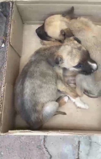 Indignación en San Juan del Río: abandonan a dos cachorros bajo el intenso calor dentro de una caja 2 CACHORROS ABANDONADOS EN LA FATIMA 1 1