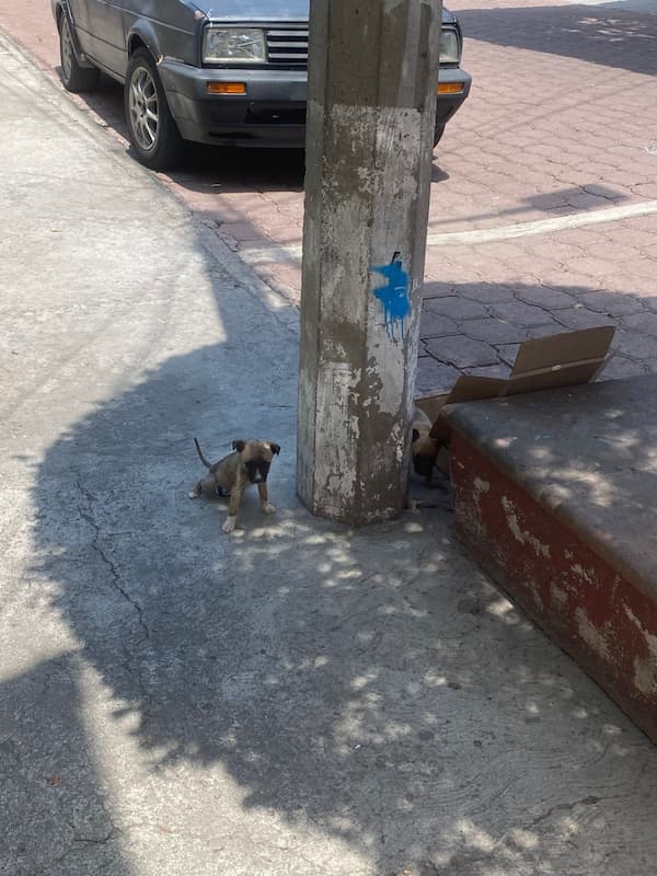 Indignación en San Juan del Río: abandonan a dos cachorros bajo el intenso calor dentro de una caja 1 WhatsApp Image 2026 04 09 at 2.05.45 PM